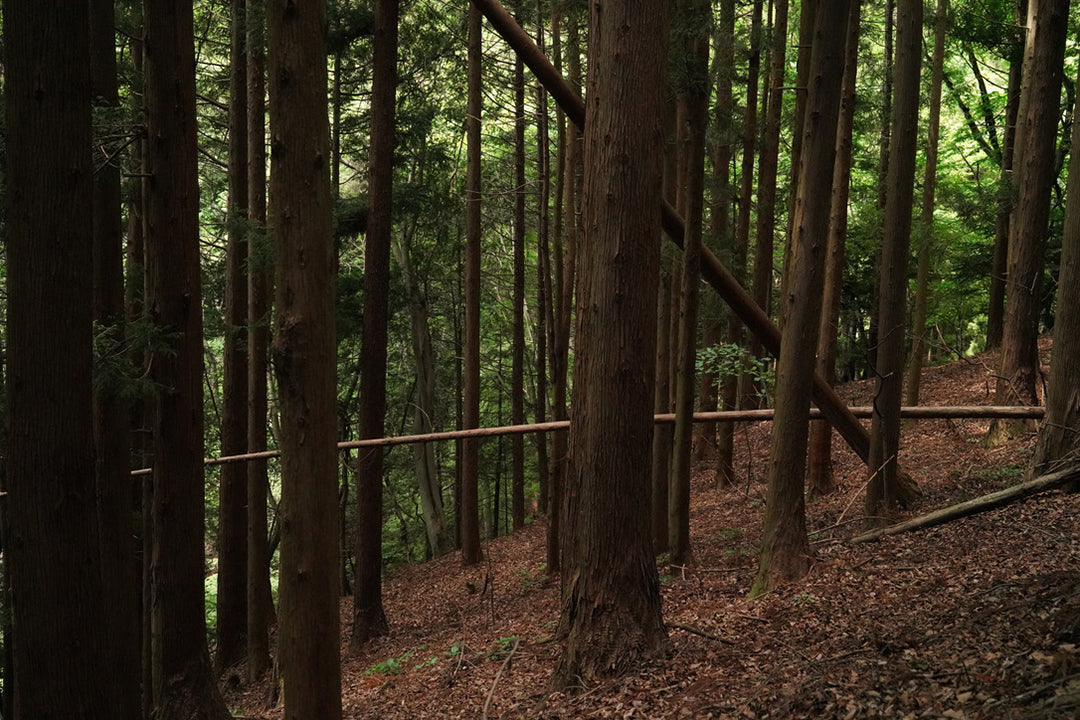 タンクトップへの考察